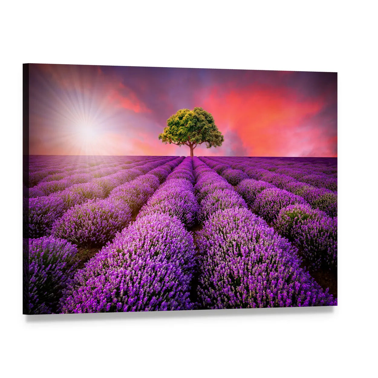 Lavender Field at Sunset Canvas Wall Art, single panel gallery wrapped canvas, angled product view