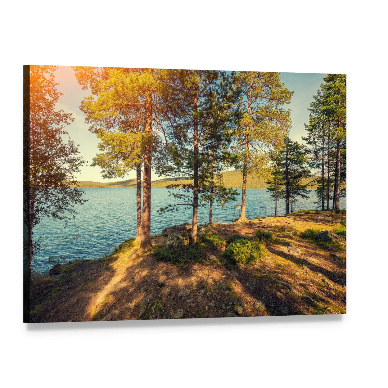 Pine Trees by the Sea in Finland Canvas Wall Art, single panel gallery wrapped canvas, angled product view