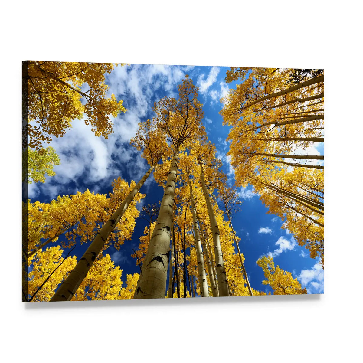 Golden Autumn Aspen Canopy Canvas Wall Art, single panel gallery wrapped canvas, angled product view