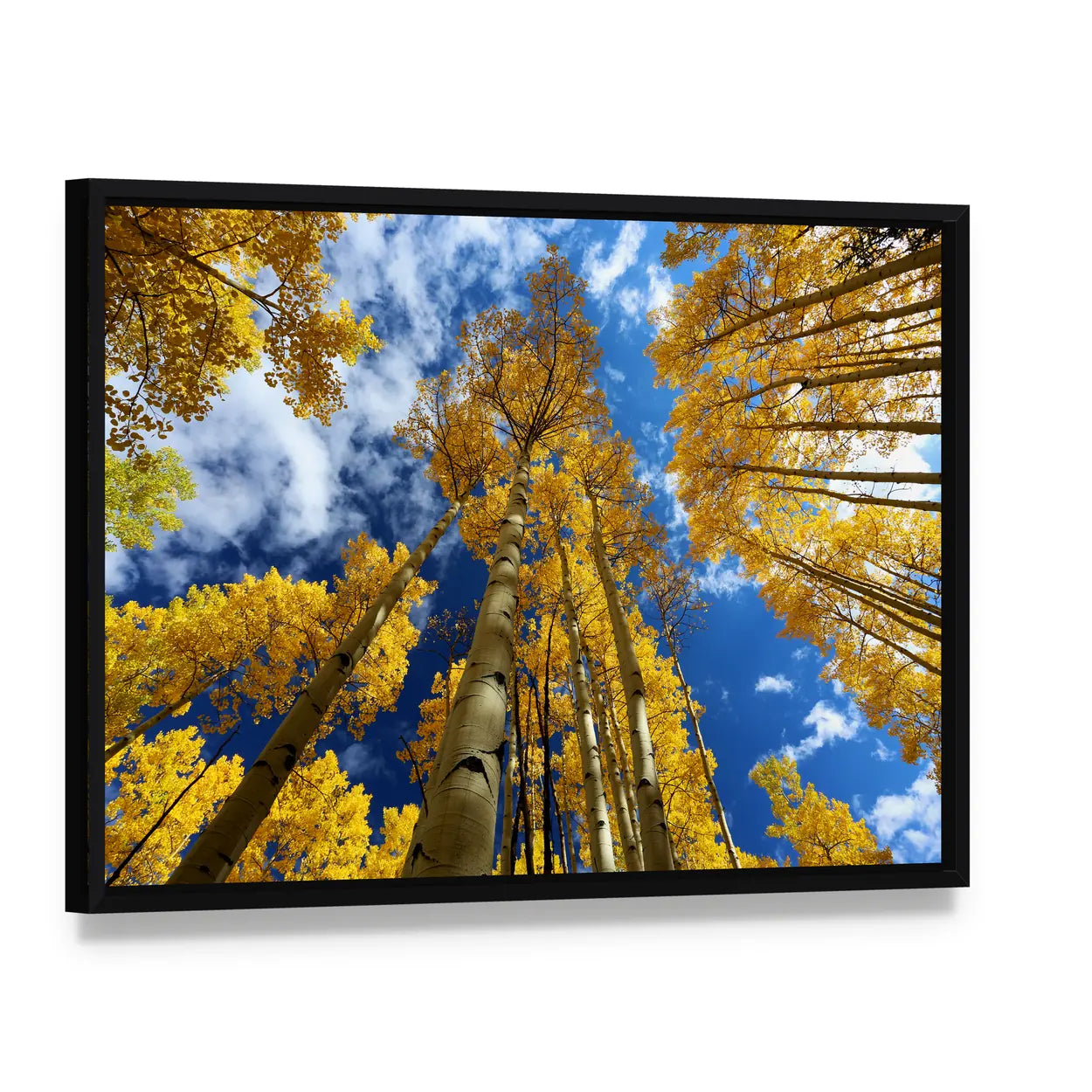 Golden Autumn Aspen Canopy Canvas Wall Art, framed canvas in a black floater frame, angled product view