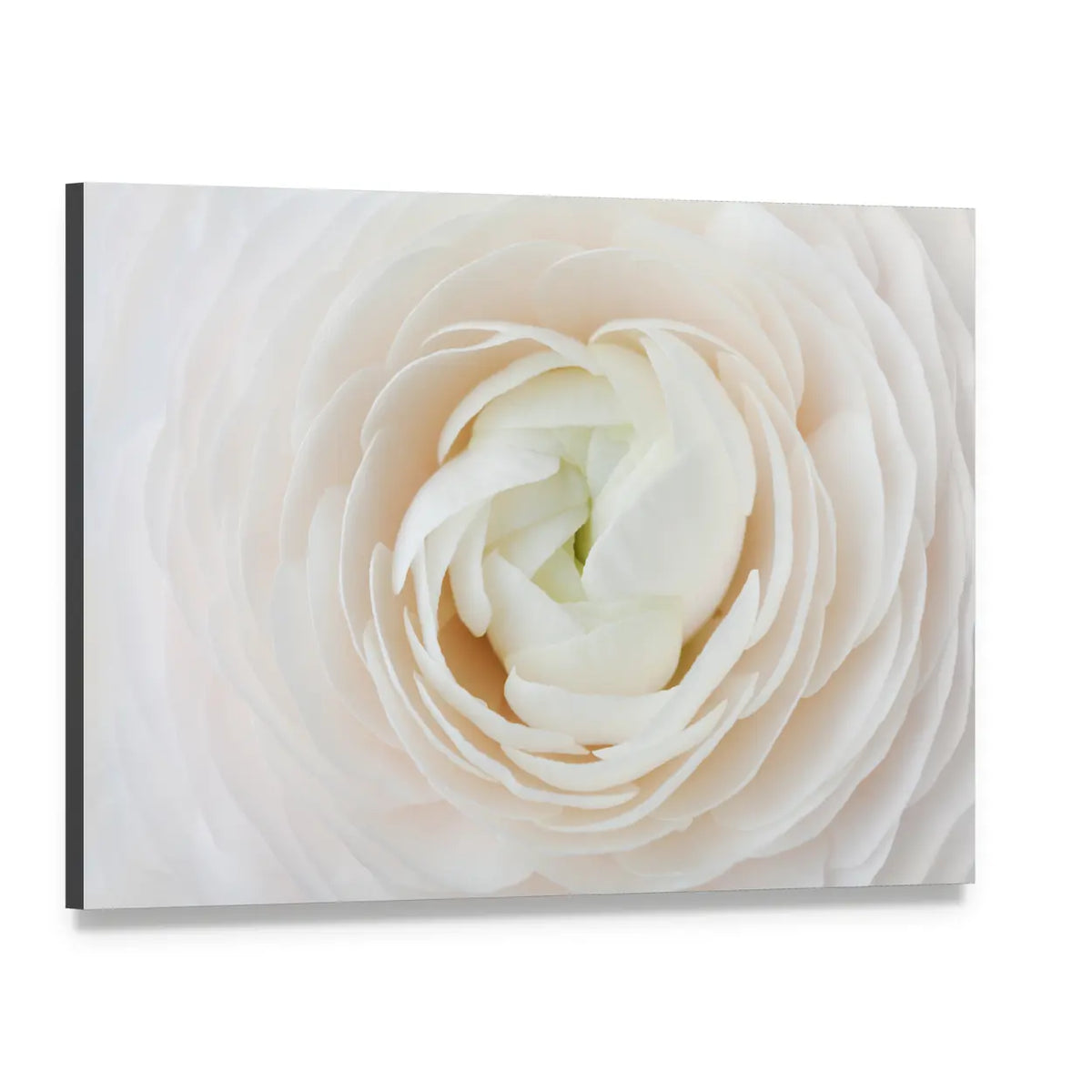 Closeup of Ranunculus Flower Canvas Wall Art, single panel gallery wrapped canvas, angled product view