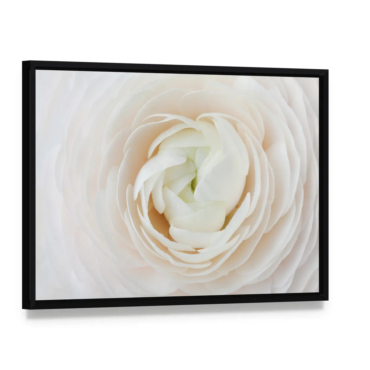 Closeup of Ranunculus Flower Canvas Wall Art, framed canvas in a black floater frame, angled product view