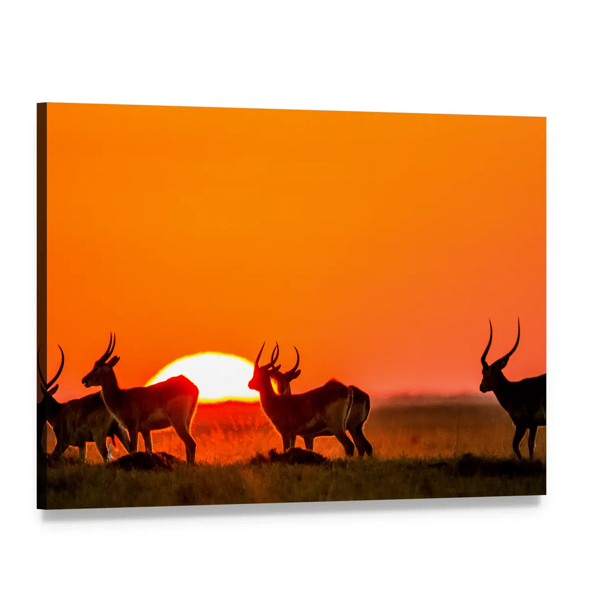 Antelopes at Sunset Canvas Wall Art, single panel gallery wrapped canvas, angled product view