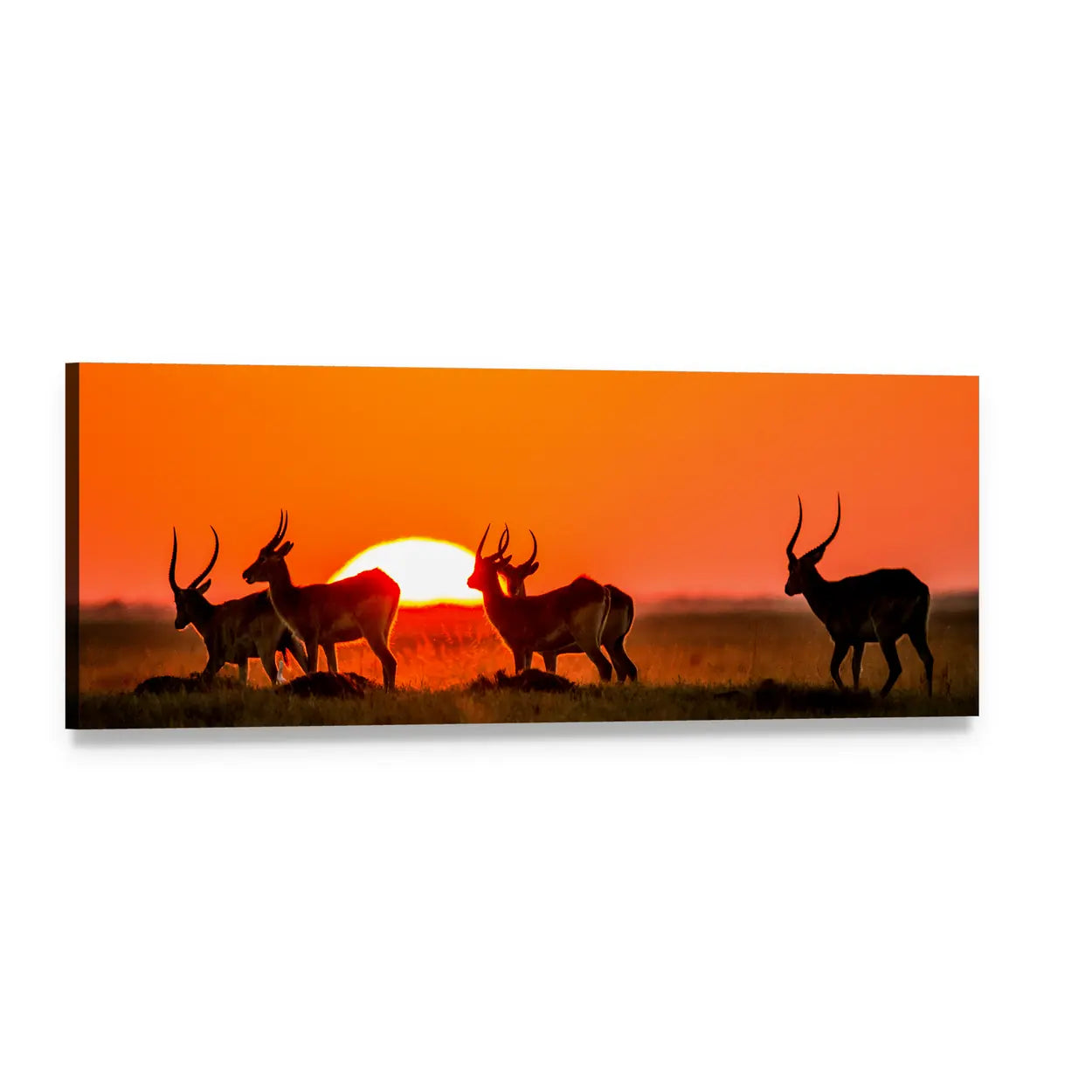 Four Antelopes at Sunset Panoramic Canvas Wall Art, single panel gallery wrapped canvas, angled product view