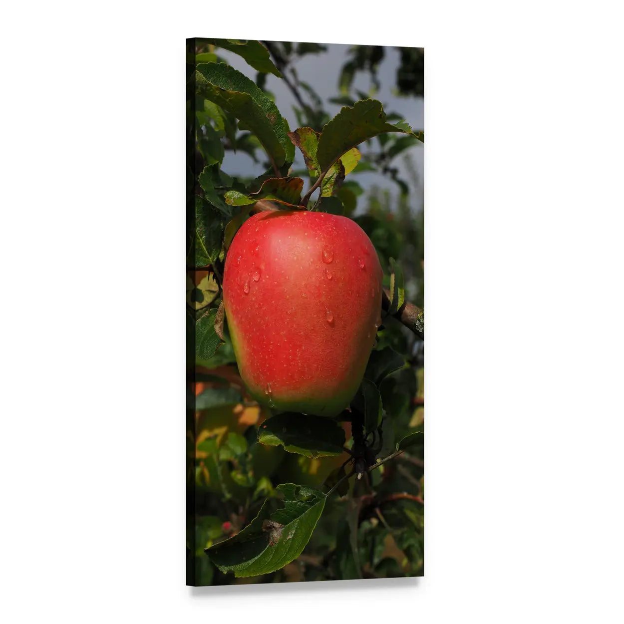 Red Apple with Water Droplets Vertical Canvas Wall Art, 1 panel 1 Vertical layout gallery wrapped canvas set, angled product view