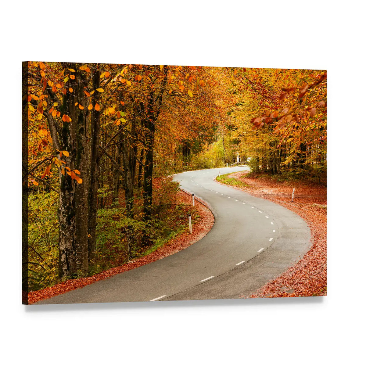 Curved Road in Autumn Forest Canvas Wall Art, single panel gallery wrapped canvas, angled product view