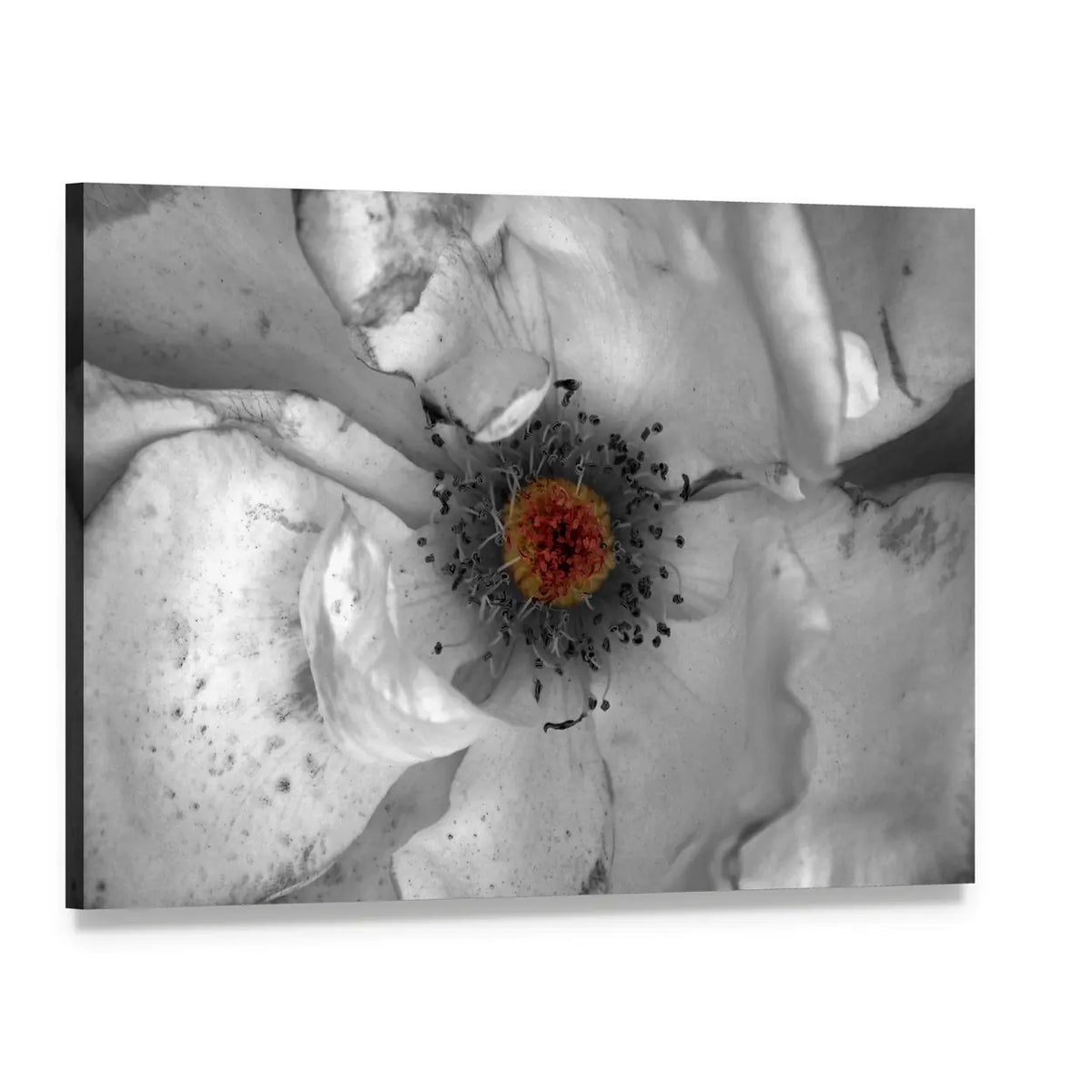 Selective Color Macro Flower Canvas Wall Art, single panel gallery wrapped canvas, angled product view