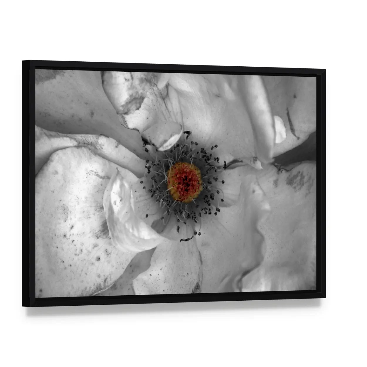 Selective Color Macro Flower Canvas Wall Art, framed canvas in a black floater frame, angled product view