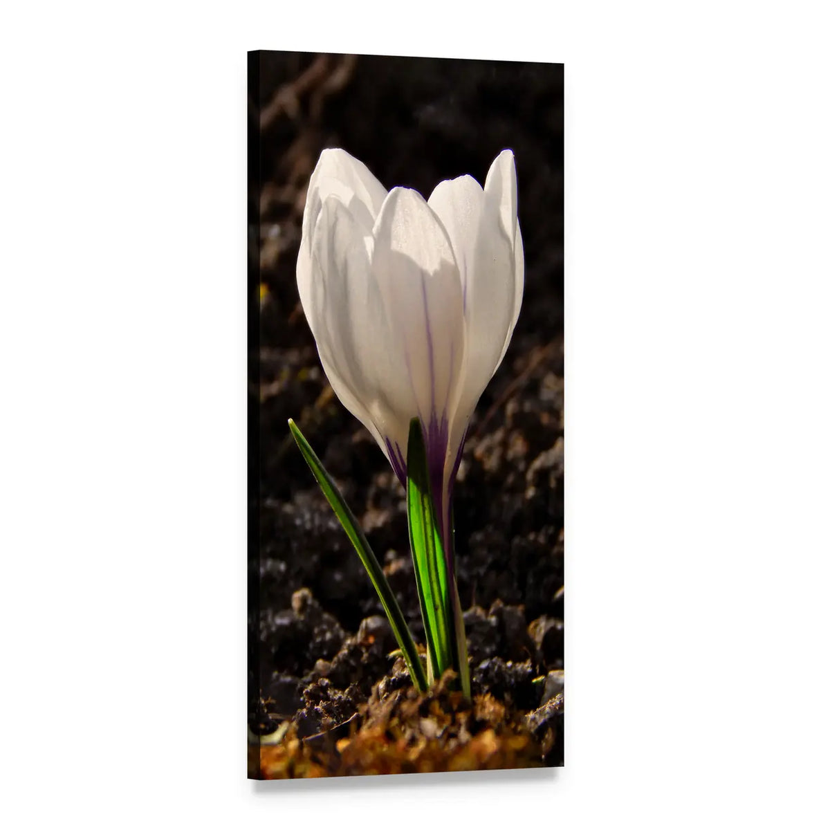 White Crocus Spring Bloom Vertical Canvas Wall Art, 1 panel 1 Vertical layout gallery wrapped canvas set, angled product view