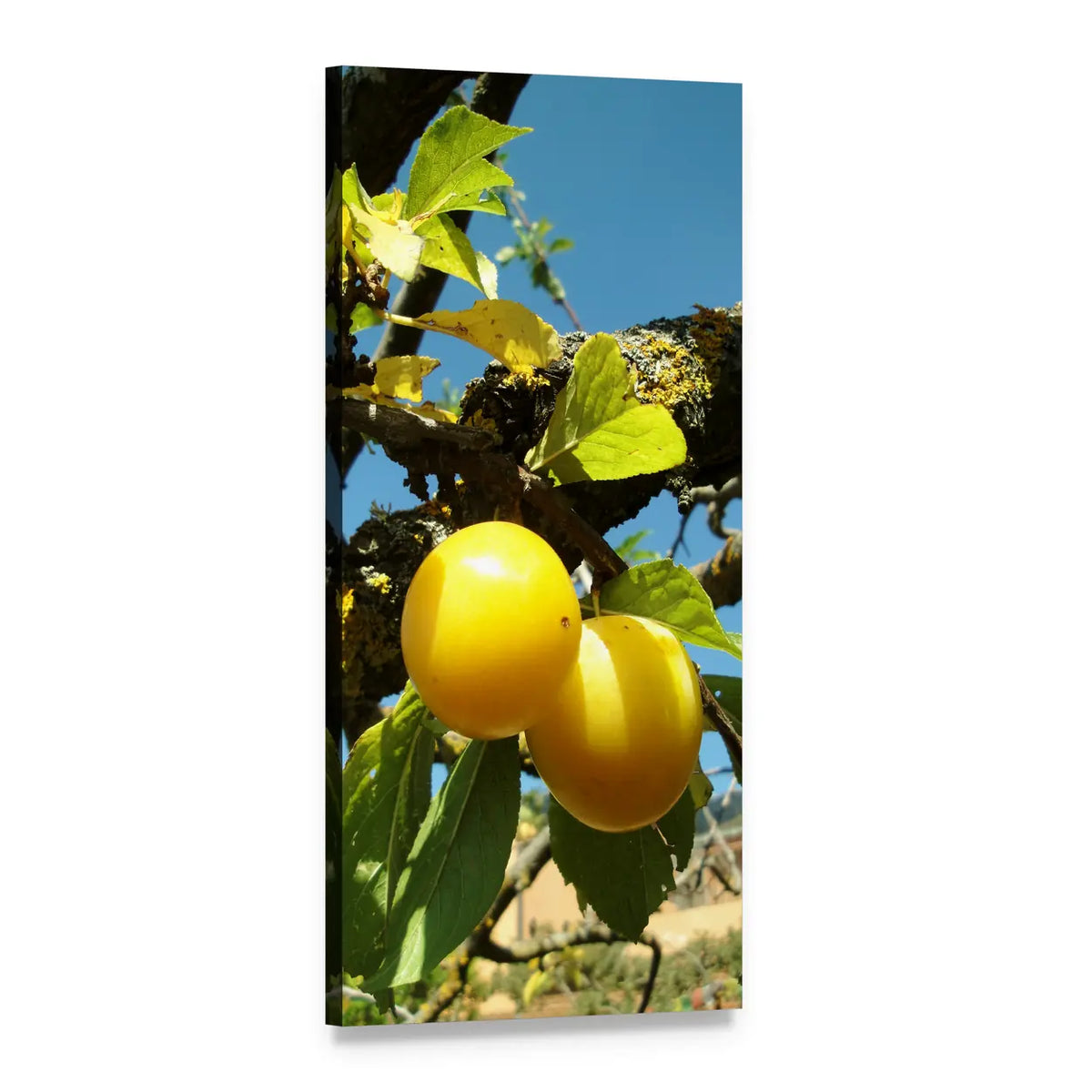 Two Yellow Plums on a Branch Vertical Canvas Wall Art, 1 panel 1 Vertical layout gallery wrapped canvas set, angled product view