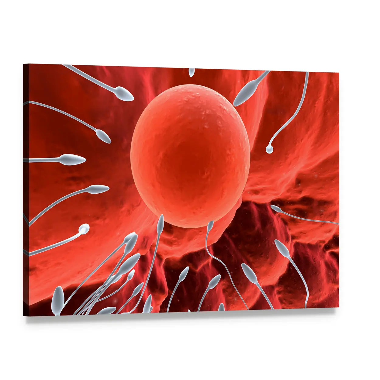 Human Egg and Sperm Medical Illustration Canvas Wall Art, single panel gallery wrapped canvas, angled product view