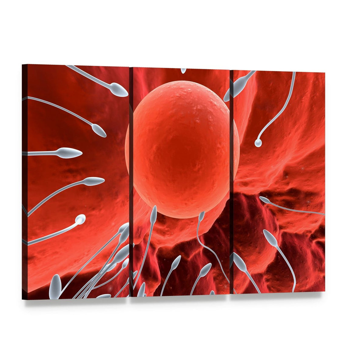 Human Egg and Sperm Close-up Canvas Wall Art, 3 panel 3 Horizontal layout gallery wrapped canvas set, angled product view
