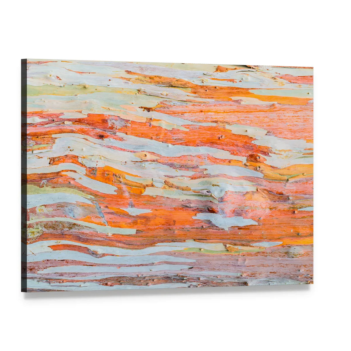 Eucalyptus Tree Bark Canvas Wall Art, single panel gallery wrapped canvas, angled product view