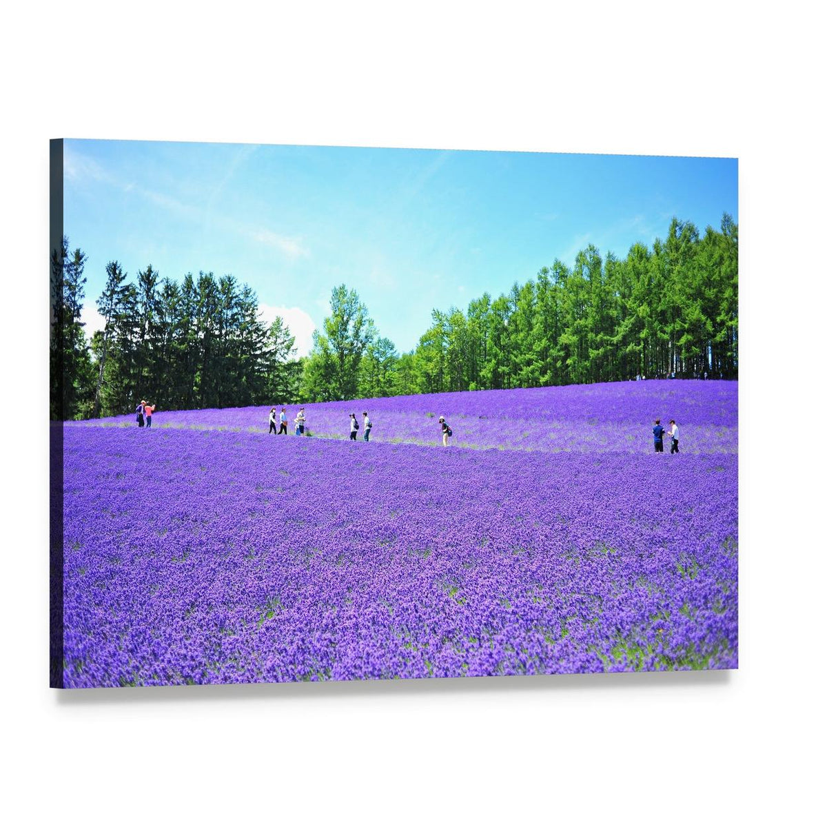 Lavender Fields in Hokkaido Canvas Wall Art, single panel gallery wrapped canvas, angled product view