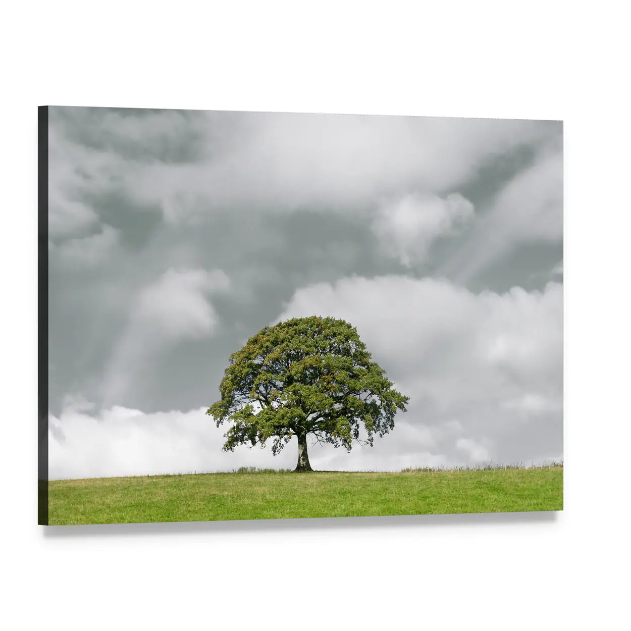 Summer Oak on Grassy Hill Canvas Wall Art, single panel gallery wrapped canvas, angled product view