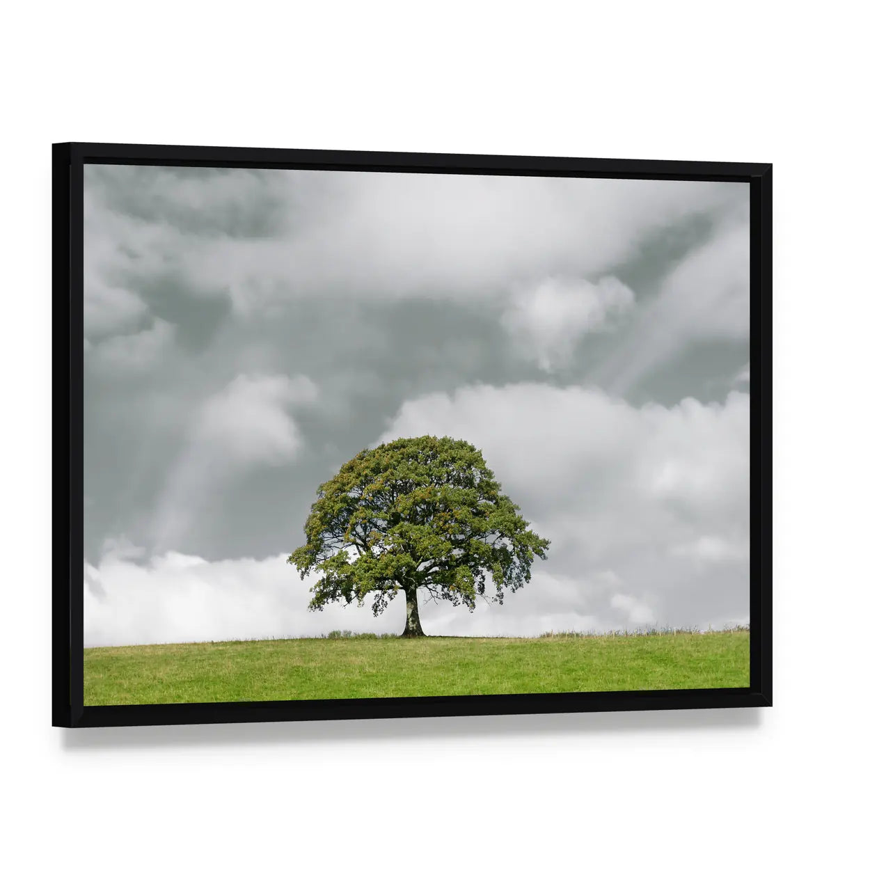 Summer Oak on Grassy Hill Canvas Wall Art, framed canvas in a black floater frame, angled product view