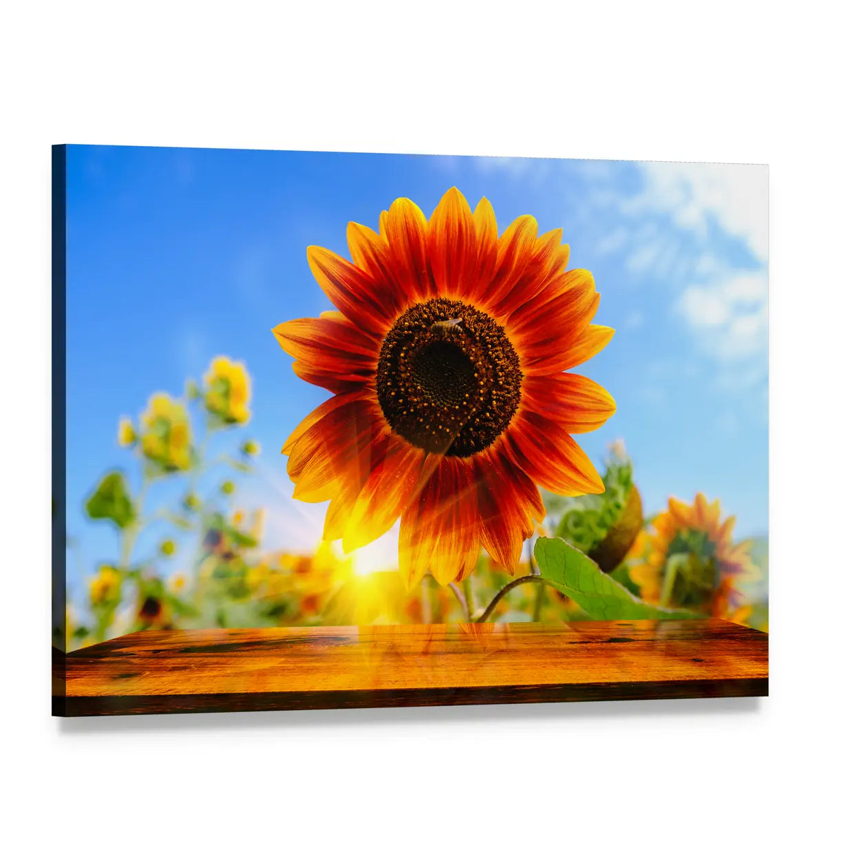 Red Sunflower Field with Sun Flare Canvas Wall Art, single panel gallery wrapped canvas, angled product view