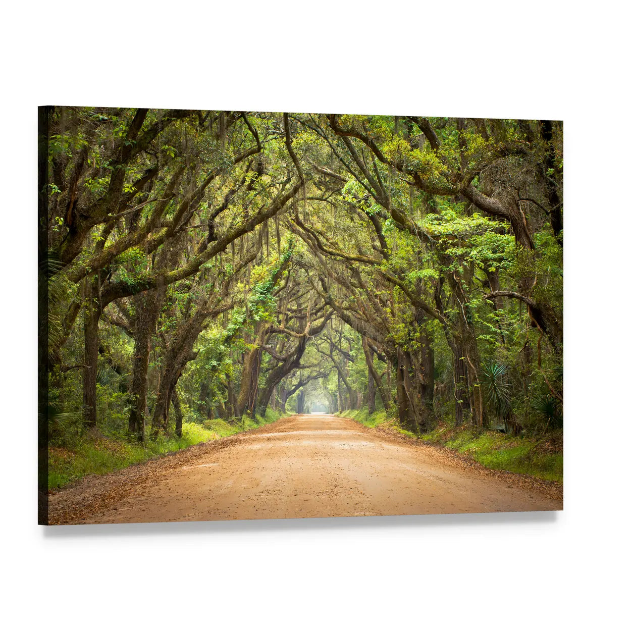 Tree-lined Road with Spanish Moss Canvas Wall Art, single panel gallery wrapped canvas, angled product view
