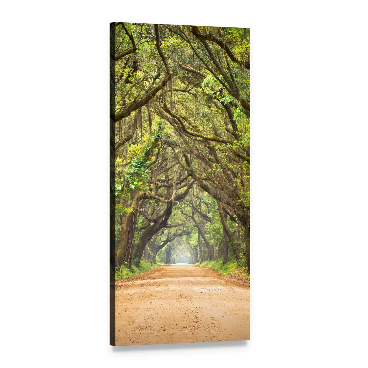 Oak Alley with Spanish Moss Vertical Canvas Wall Art, 1 panel 1 Vertical layout gallery wrapped canvas set, angled product view