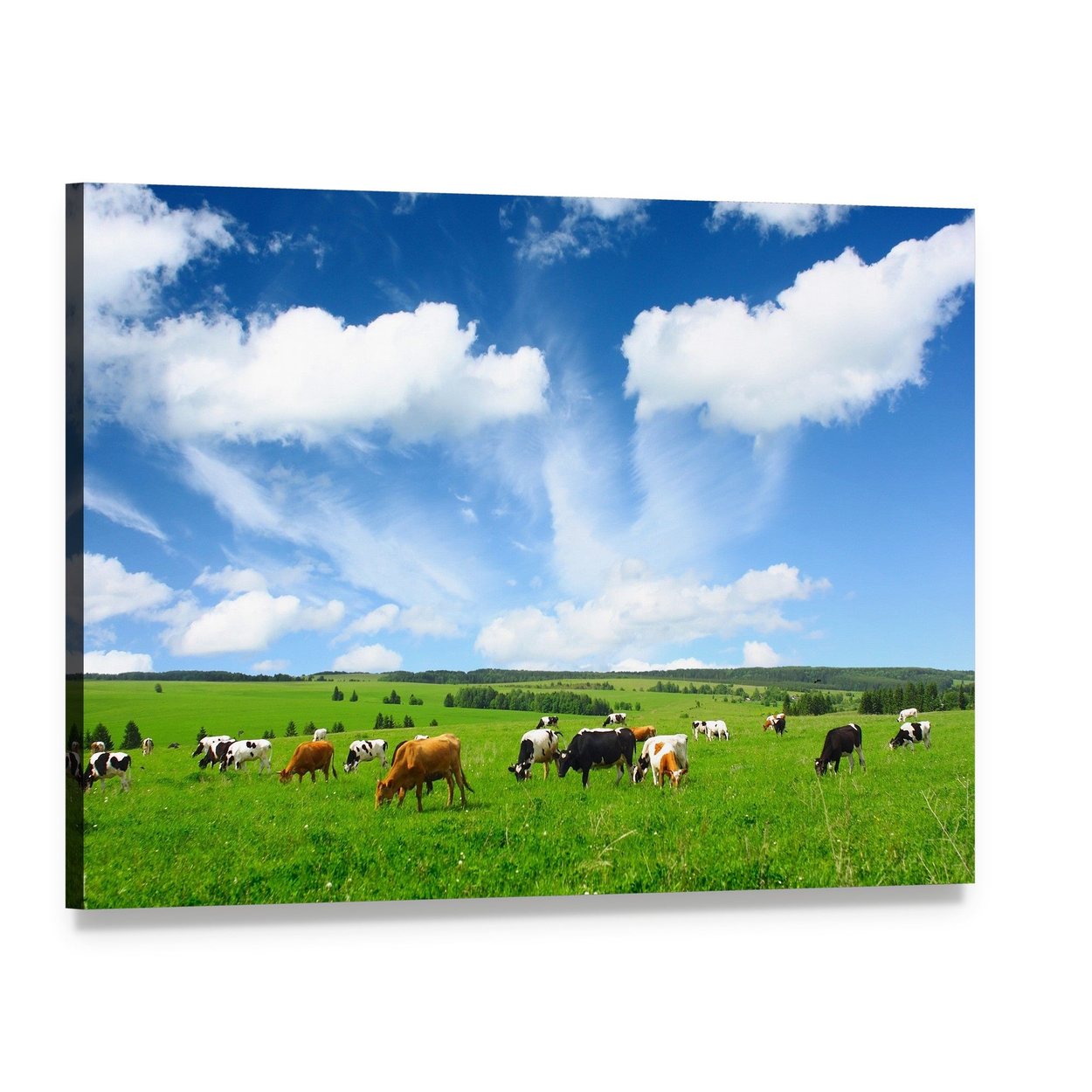 Cows in Green Meadow Canvas Wall Art, single panel gallery wrapped canvas, angled product view