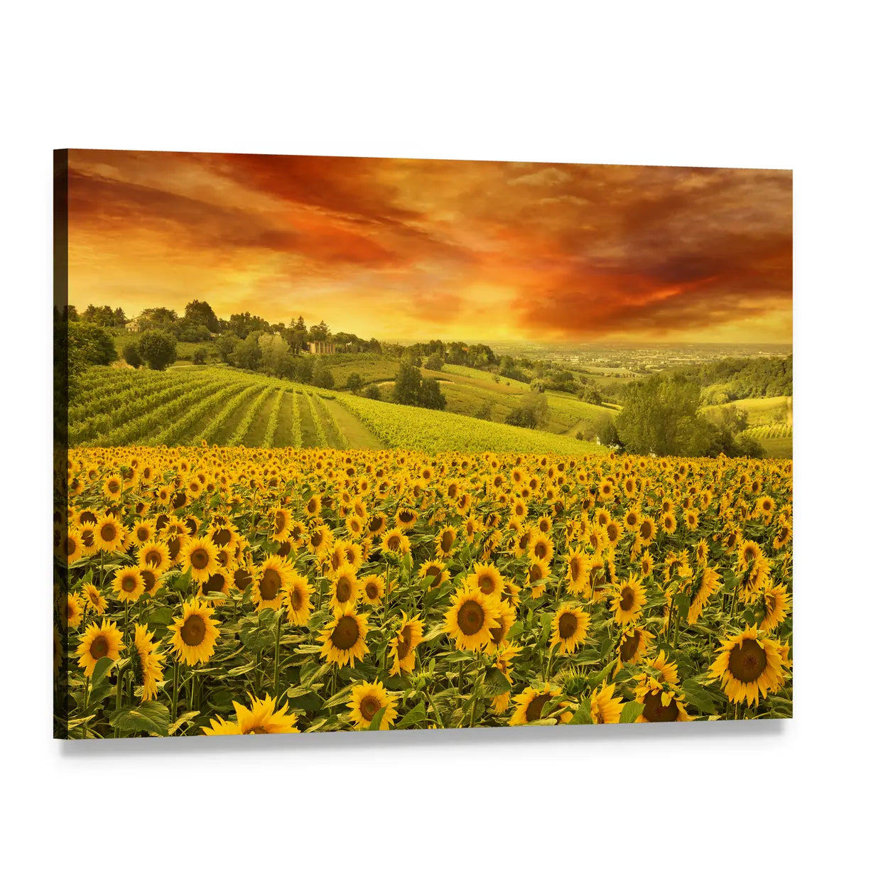 Sunflowers Field In The Italian Hill At Sunset Canvas Wall Art, single panel gallery wrapped canvas, angled product view