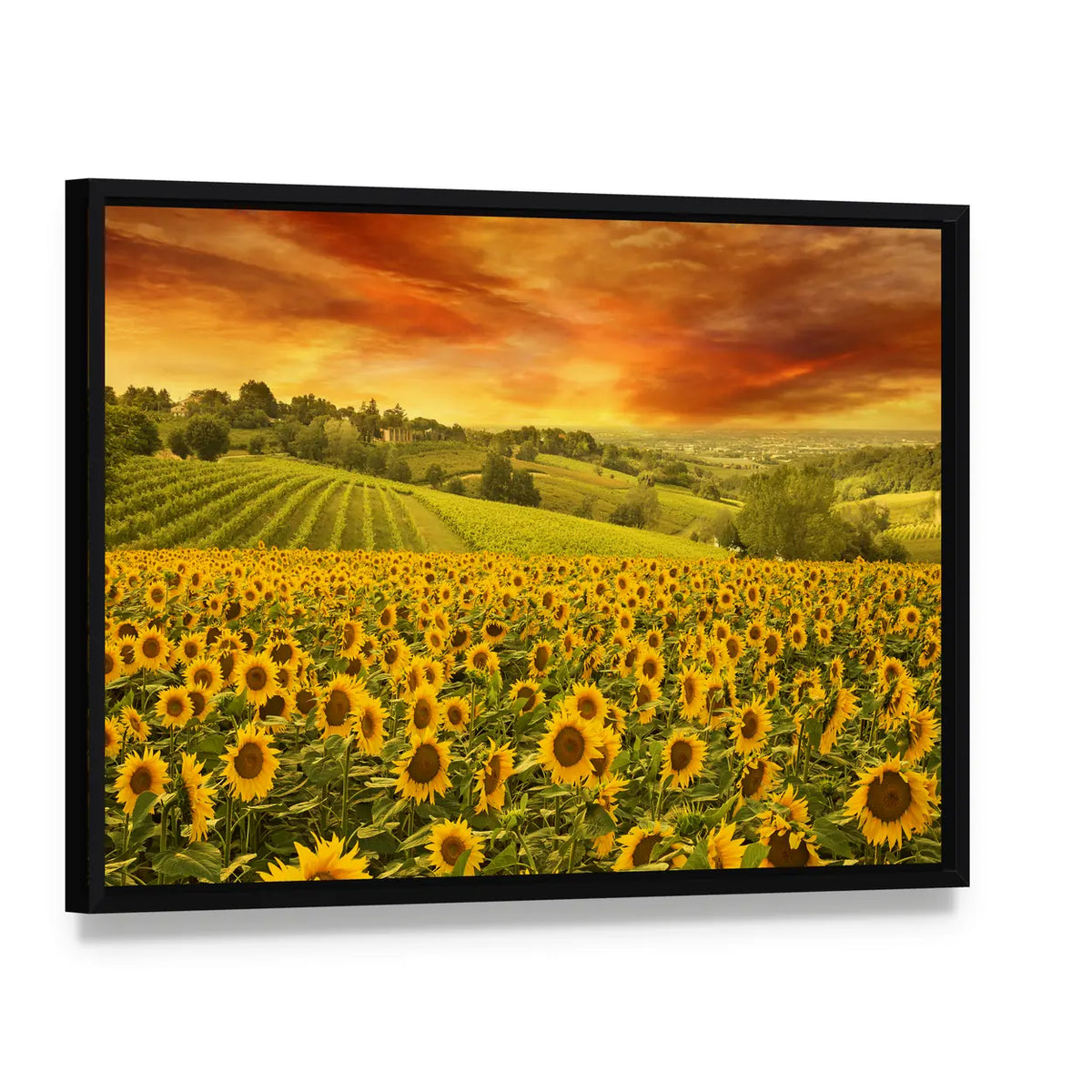 Sunflowers Field In The Italian Hill At Sunset Canvas Wall Art, framed canvas in a black floater frame, angled product view