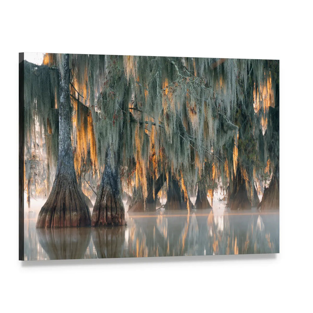 Bald Cypress Trees Canvas Wall Art, single panel gallery wrapped canvas, angled product view