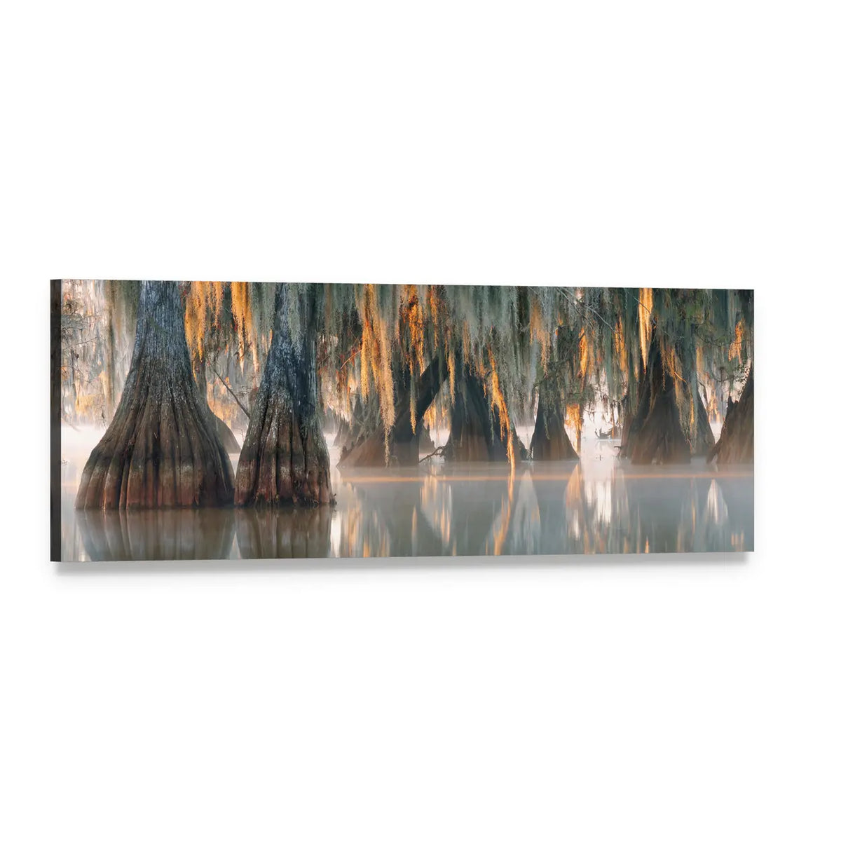 Bald Cypress Trees in Misty Swamp Panoramic Canvas Wall Art, single panel gallery wrapped canvas, angled product view
