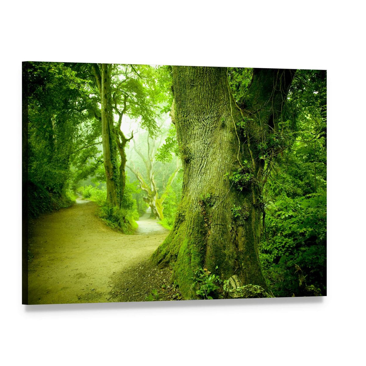Misty Forest Path with Moss-covered Trunk Canvas Wall Art, single panel gallery wrapped canvas, angled product view