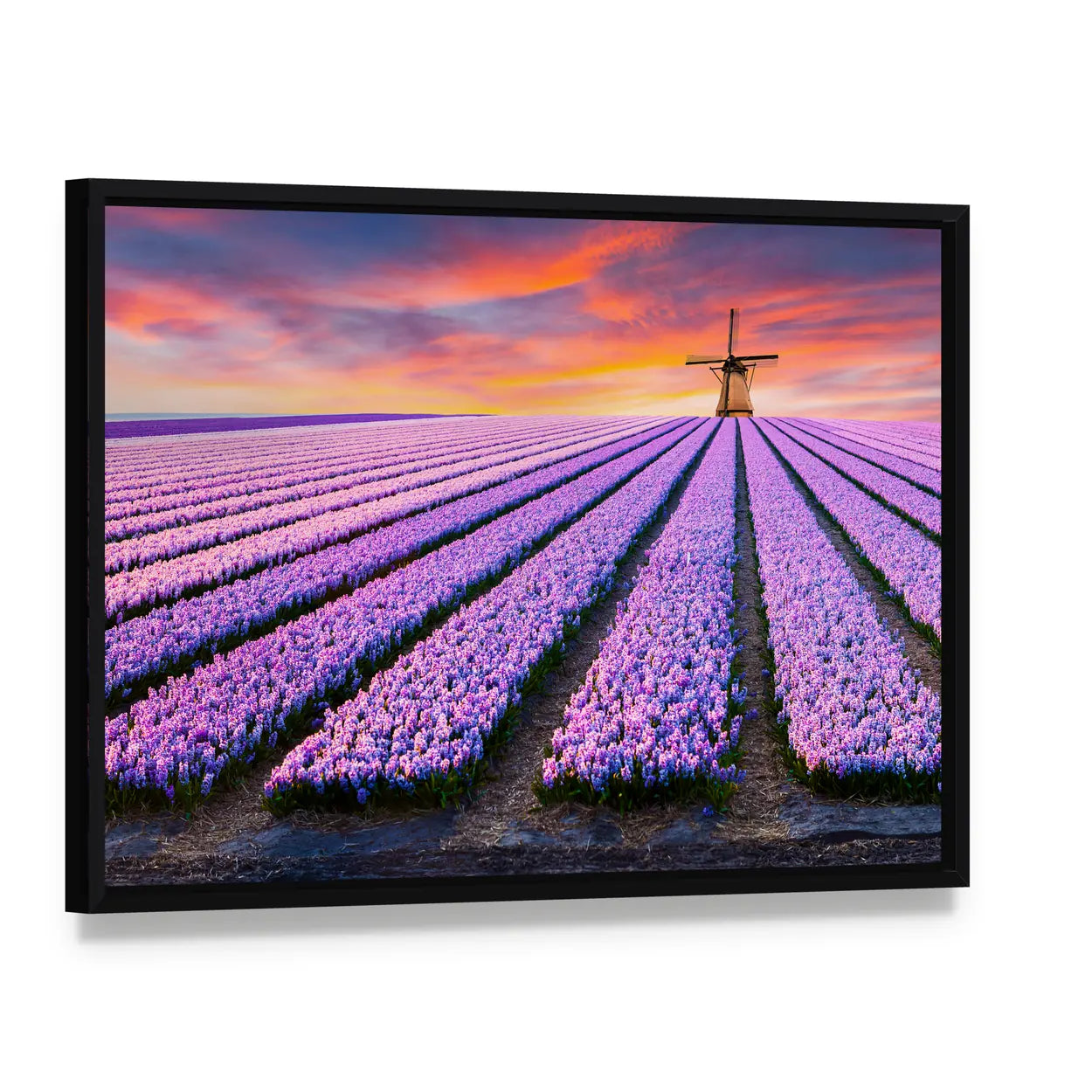 Spring Scene On The Flowers Farm In Netherlands Canvas Wall Art, framed canvas in a black floater frame, angled product view