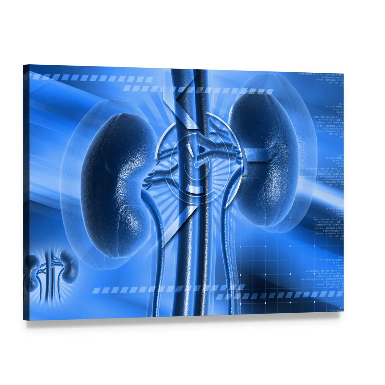 Anatomical Illustration of Human Kidneys Canvas Wall Art, single panel gallery wrapped canvas, angled product view