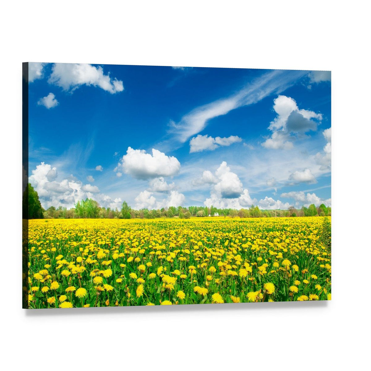 Meadow with Yellow Dandelions Canvas Wall Art, single panel gallery wrapped canvas, angled product view