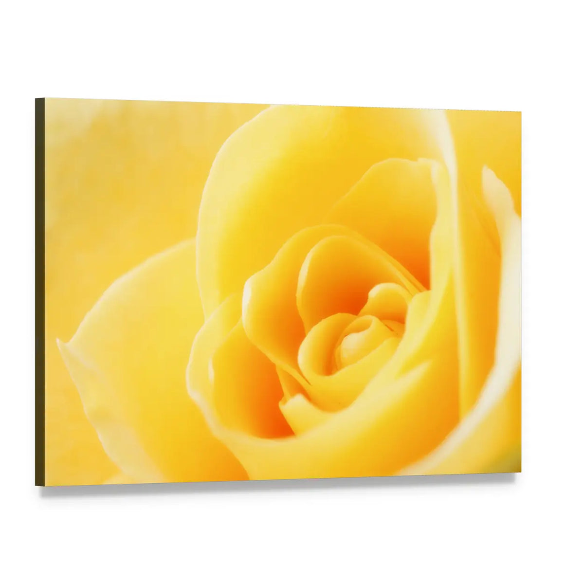 Yellow Rose Close-Up Canvas Wall Art, single panel gallery wrapped canvas, angled product view