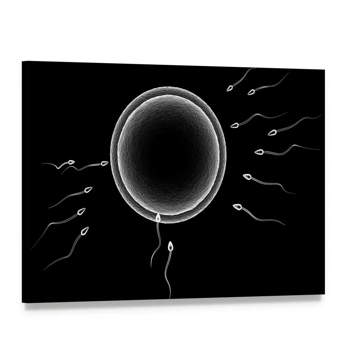 Sperm and Human Egg Canvas Wall Art, single panel gallery wrapped canvas, angled product view