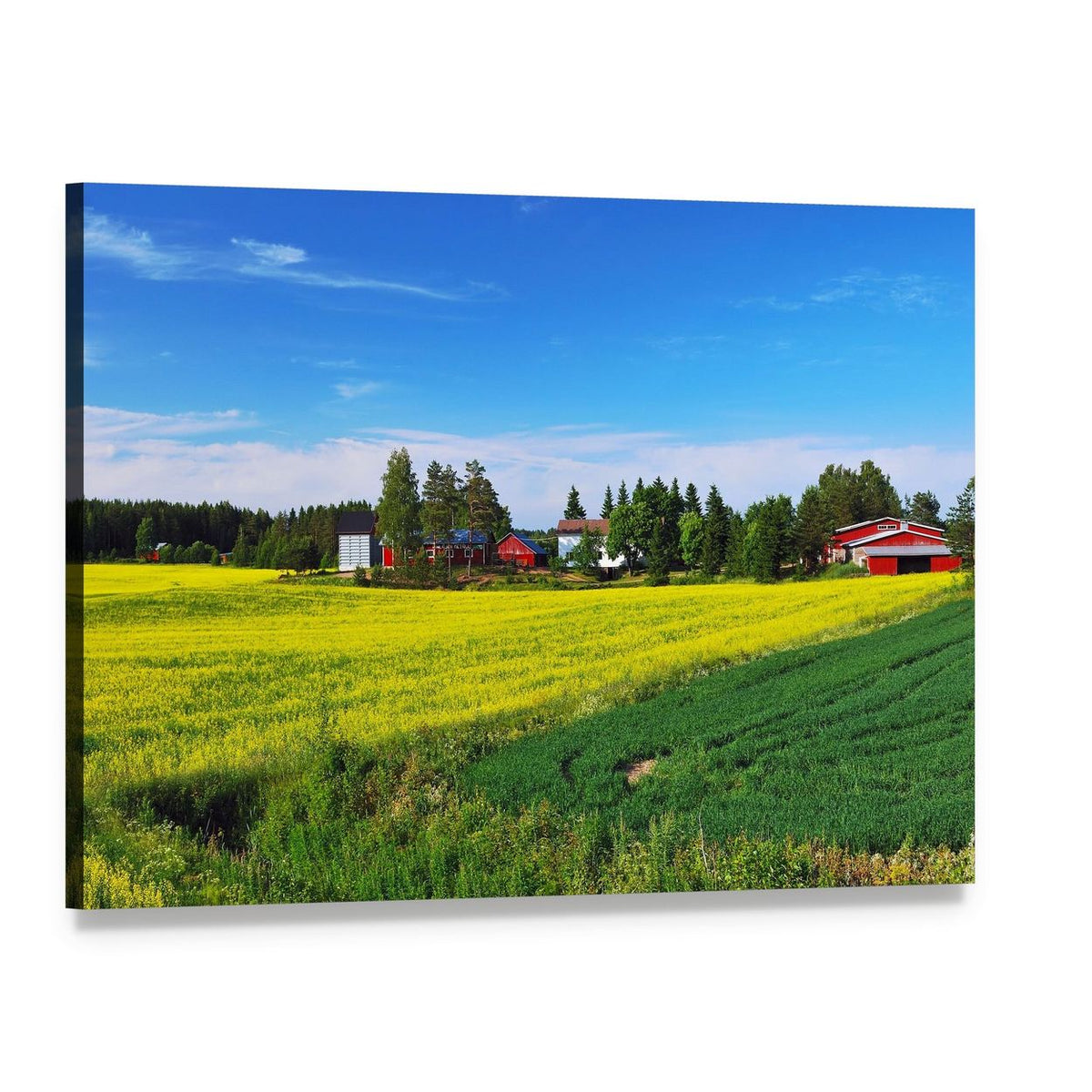 Red Barn in a Yellow Field, Finland Canvas Wall Art, single panel gallery wrapped canvas, angled product view
