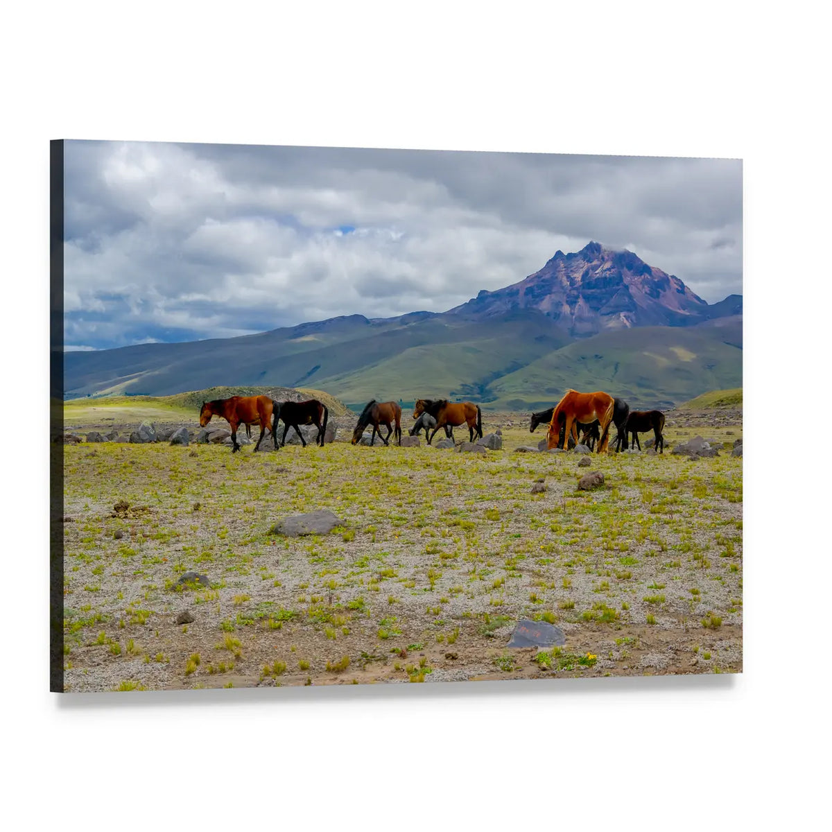 Grazing Herd of Horses by Snow-capped Mountain Canvas Wall Art, single panel gallery wrapped canvas, angled product view
