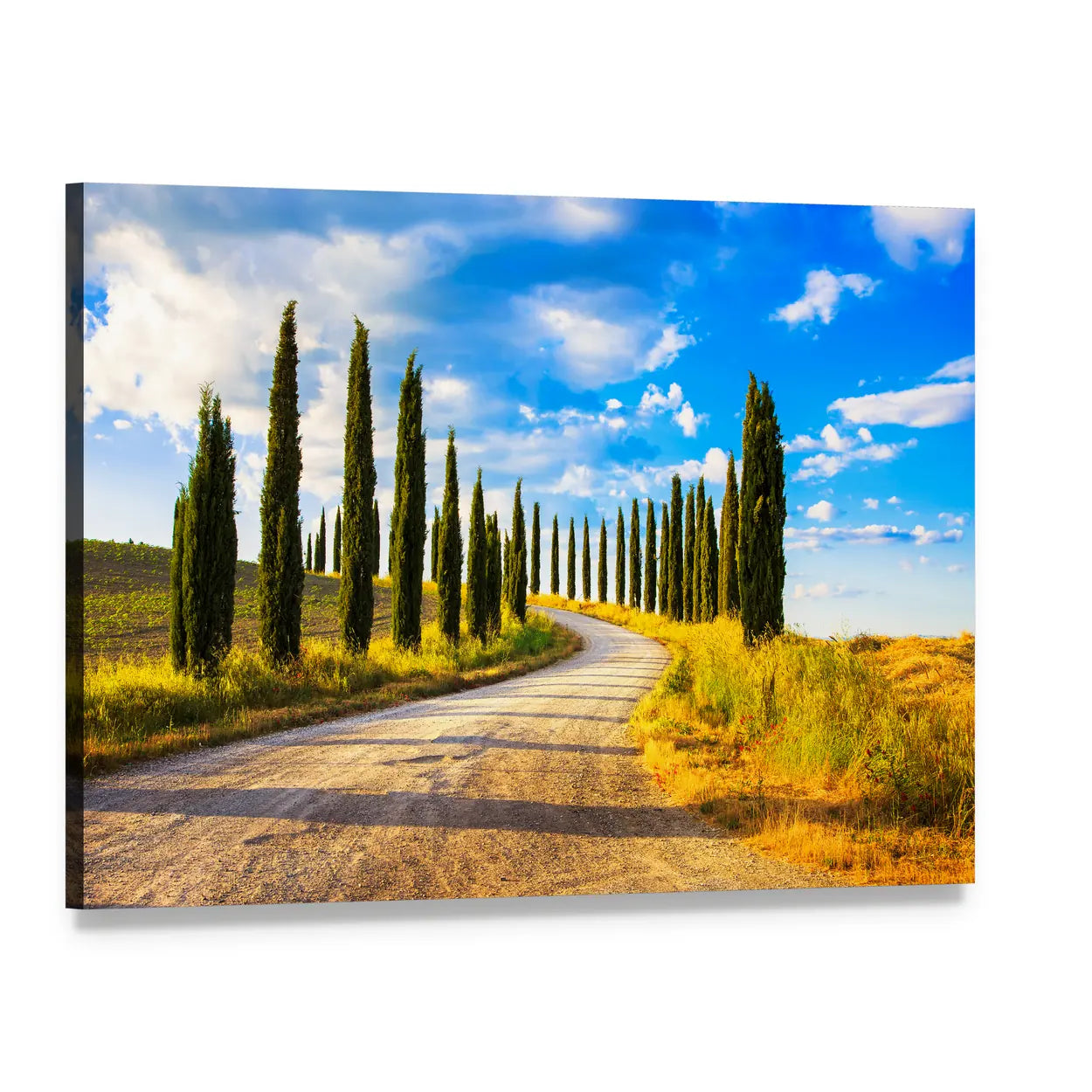 Tuscany Cypress Trees Along Winding Road Canvas Wall Art, single panel gallery wrapped canvas, angled product view