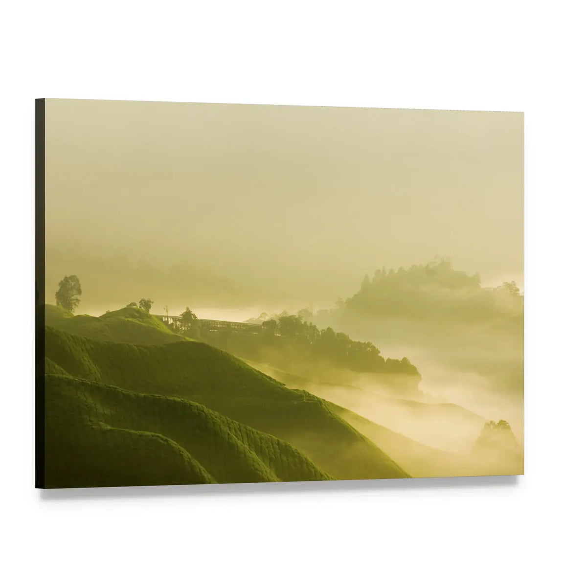Tea Plantation At Cameron Highland Malaysia Canvas Wall Art, single panel gallery wrapped canvas, angled product view