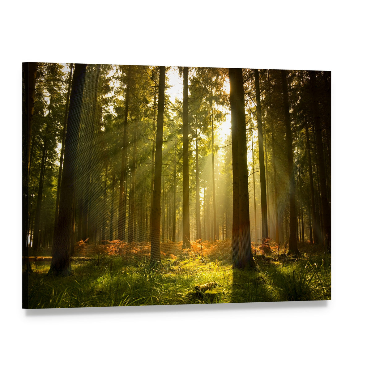 Sunlit Forest at Dusk Canvas Wall Art, single panel gallery wrapped canvas, angled product view