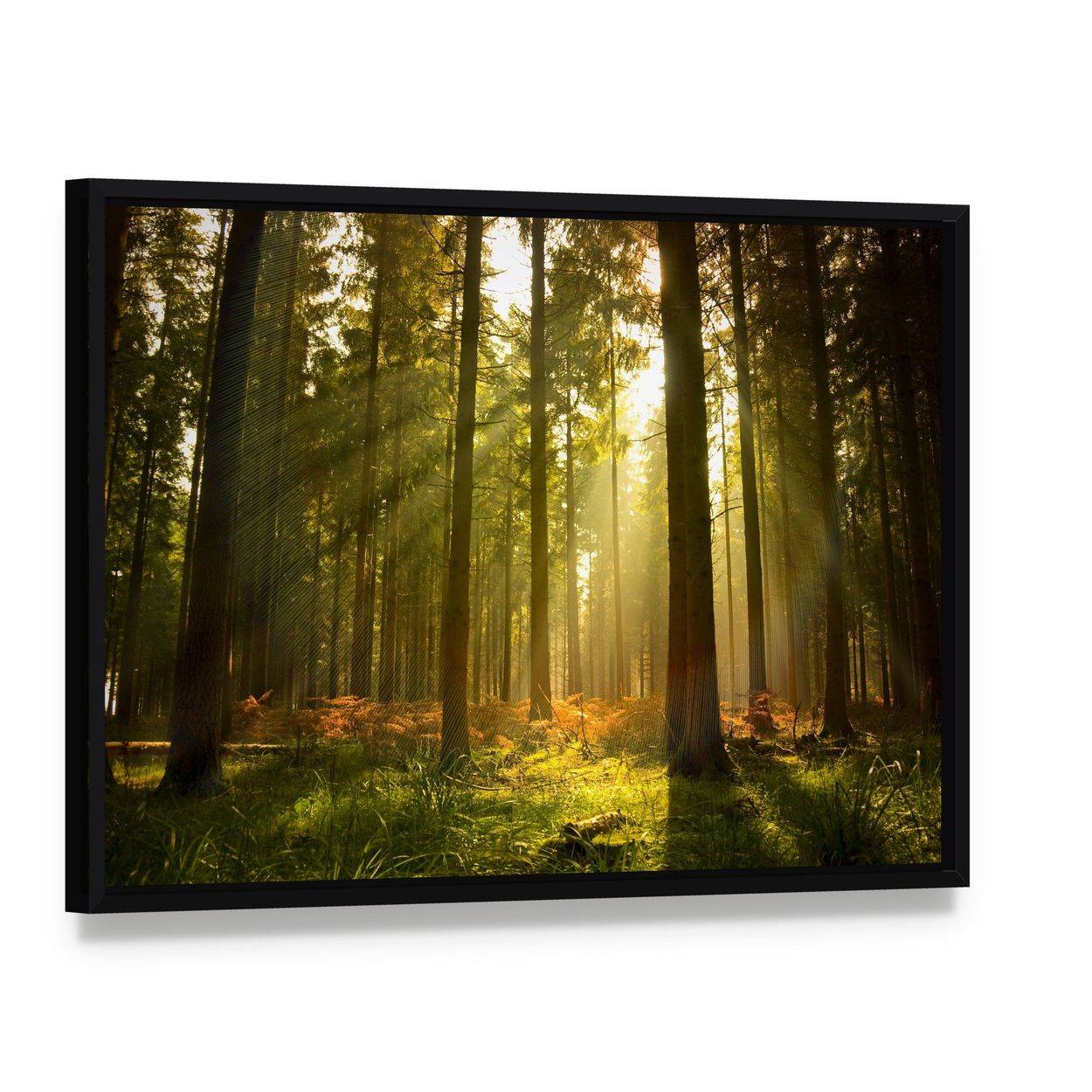 Sunlit Forest at Dusk Canvas Wall Art, framed canvas in a black floater frame, angled product view
