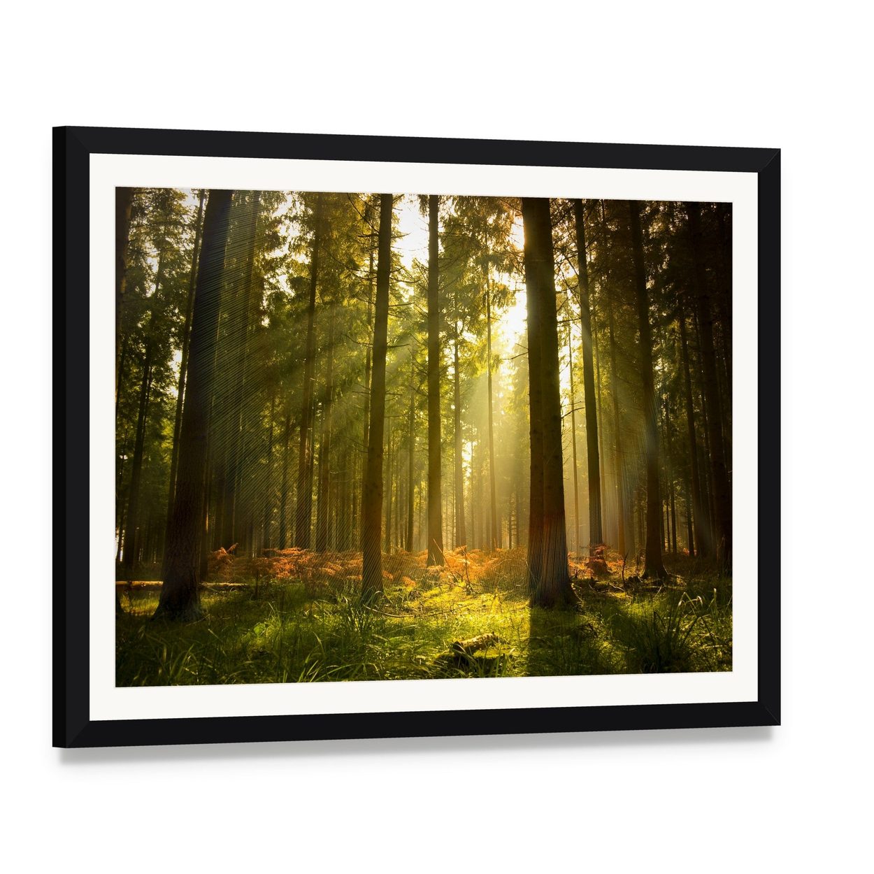 Sunlit Forest at Dusk Canvas Wall Art, framed print with white mat and black frame, angled product view