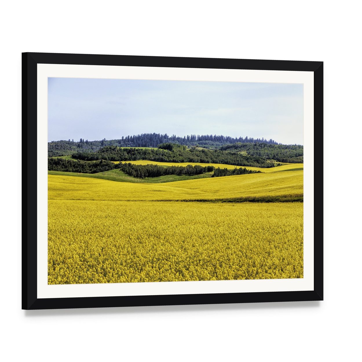 Yellow Mustard Fields Canvas Wall Art, framed print with white mat and black frame, angled product view
