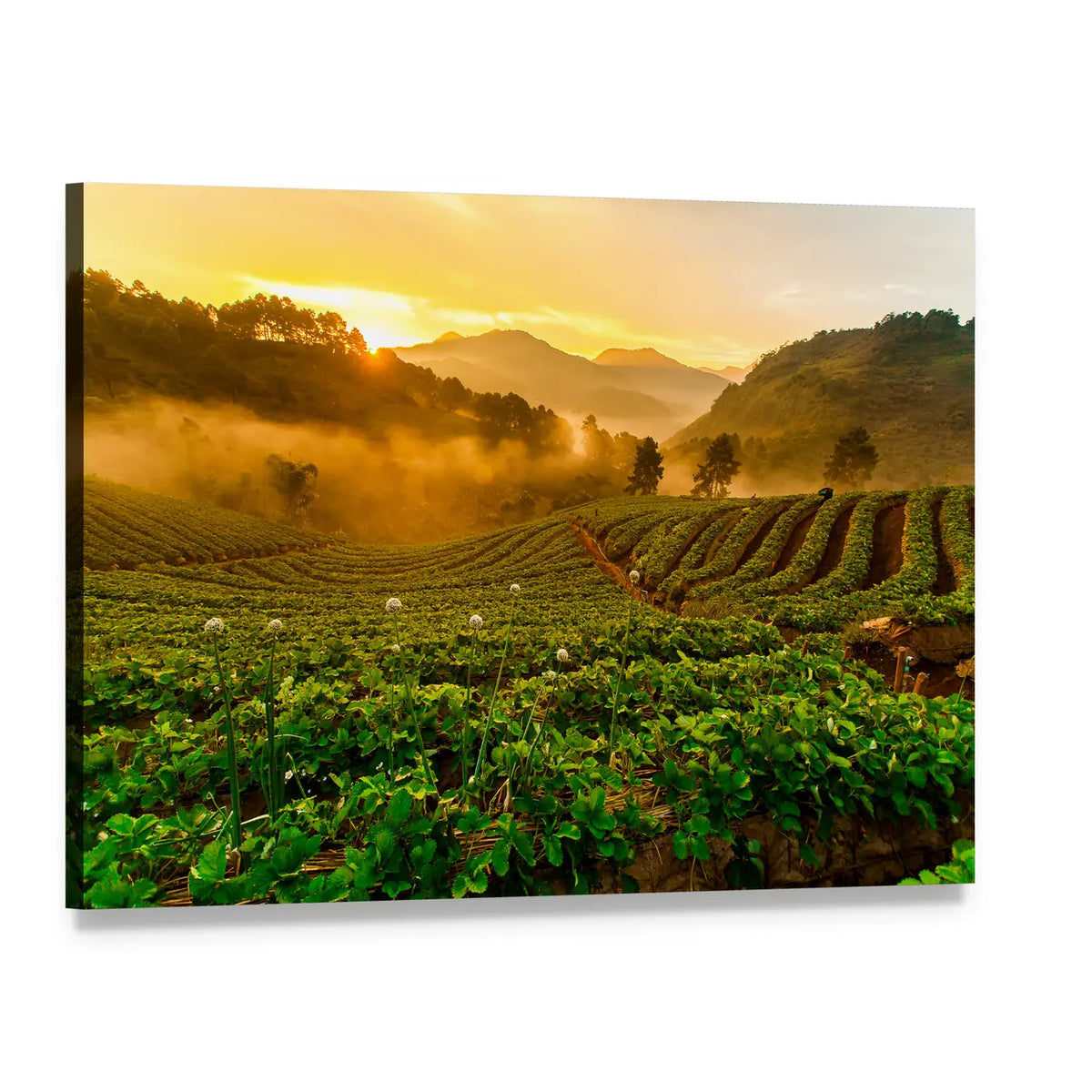 Strawberry Field in Golden Light Canvas Wall Art, single panel gallery wrapped canvas, angled product view