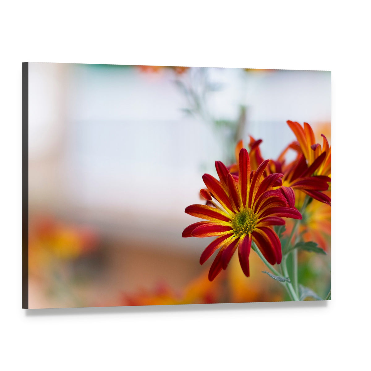 Chrysanthemum Under Sky Canvas Wall Art, single panel gallery wrapped canvas, angled product view