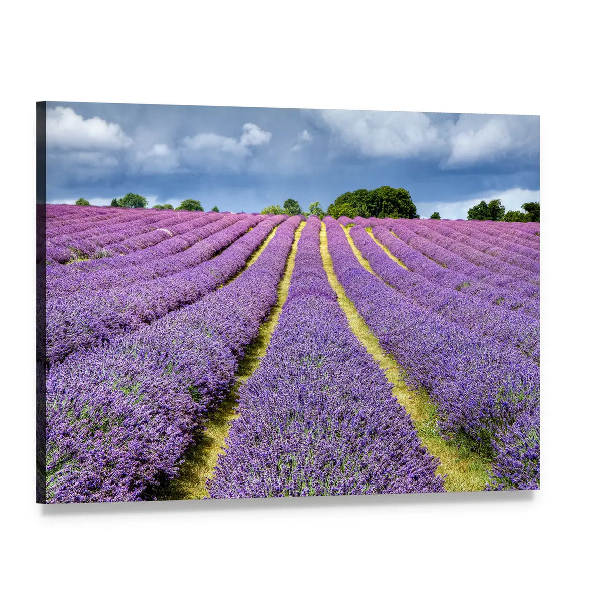 Lavender Field with Distant Trees Canvas Wall Art, single panel gallery wrapped canvas, angled product view