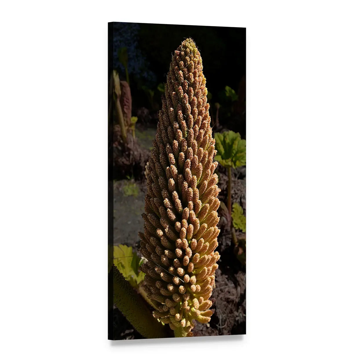 Spring Cone Flower Spike on Dark Background Vertical Canvas Wall Art, 1 panel 1 Vertical layout gallery wrapped canvas set, angled product view