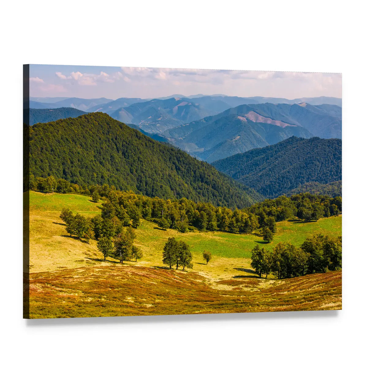 Beech Trees on Rolling Hills Canvas Wall Art, single panel gallery wrapped canvas, angled product view