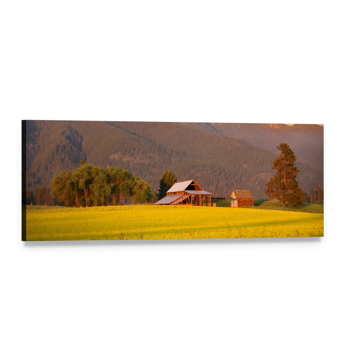 Rapeseed Farm in Evening Sunlight Panoramic Canvas Wall Art, single panel gallery wrapped canvas, angled product view