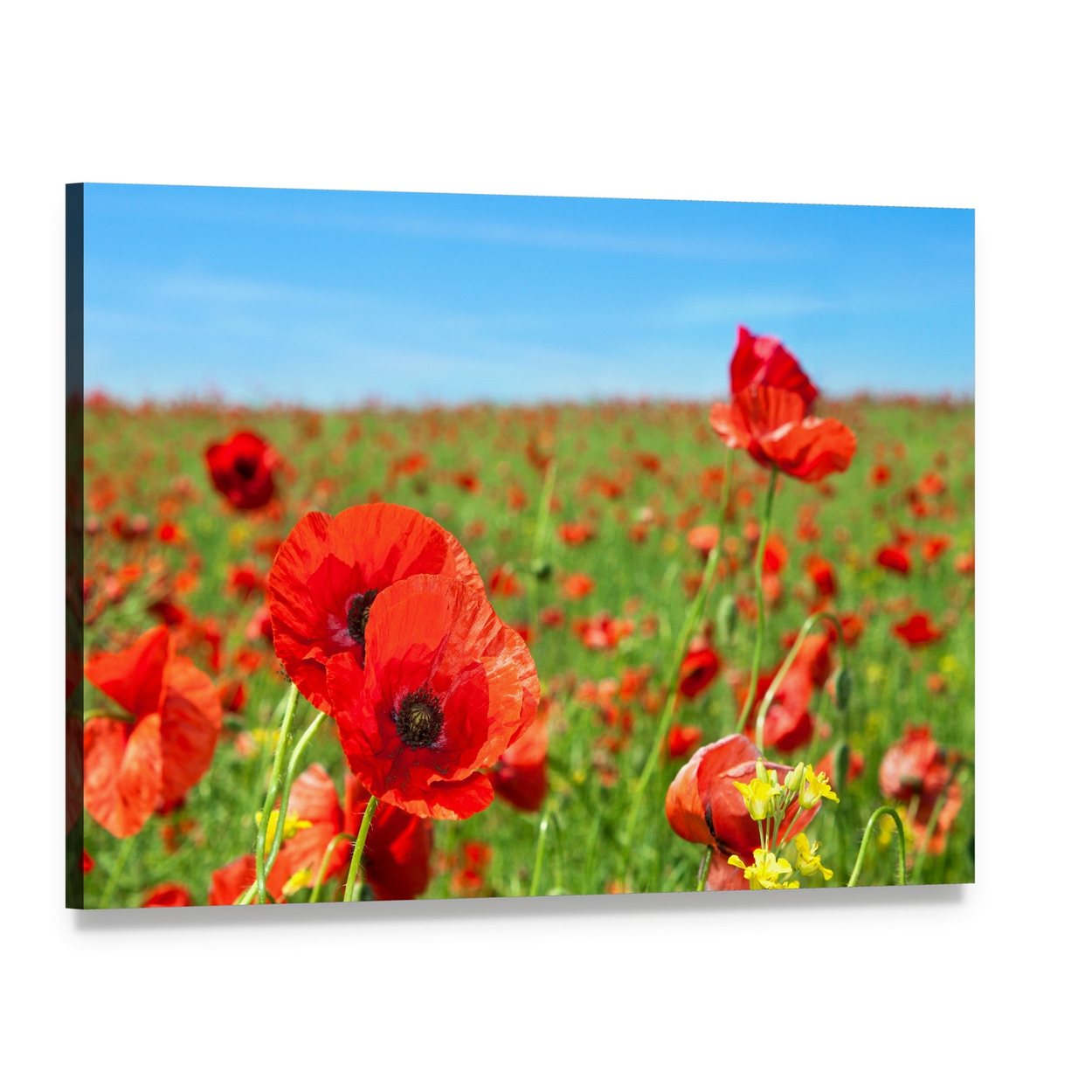Summer Landscape Wild Poppy Flowers Field Canvas Wall Art, single panel gallery wrapped canvas, angled product view