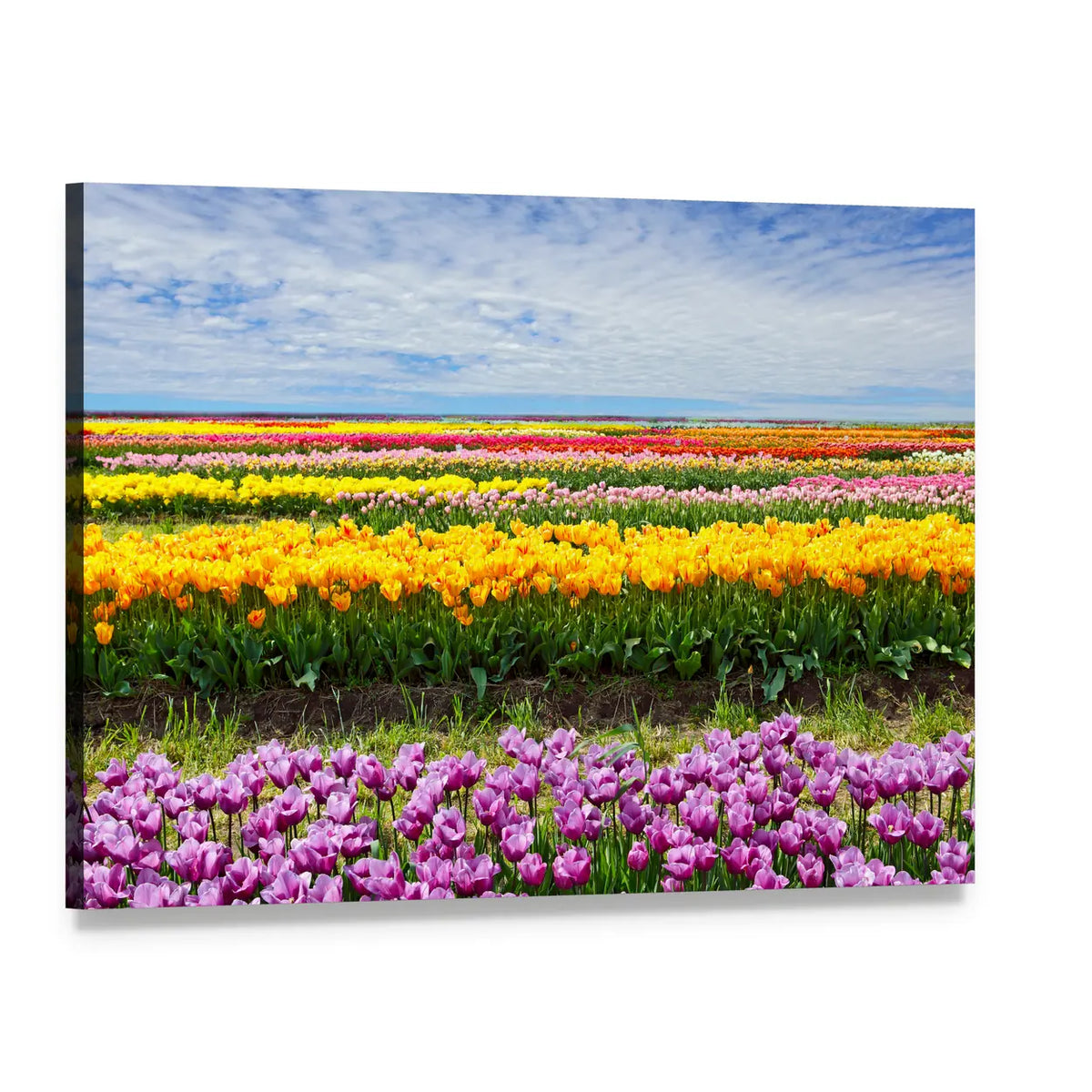 Colorful Field of Tulips Canvas Wall Art, single panel gallery wrapped canvas, angled product view
